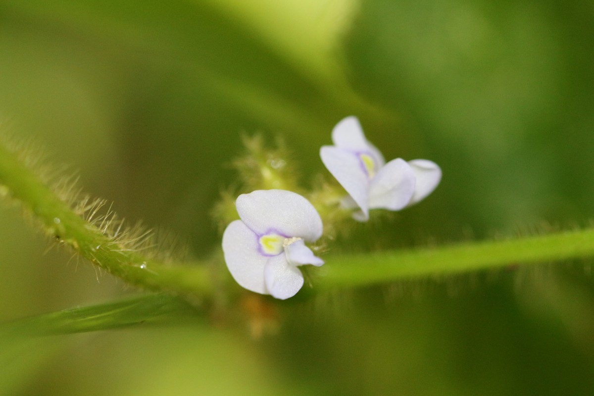 Calopogonium mucunoides Desv.